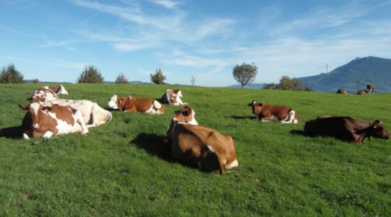 四大技术成就以色列农业“神话”